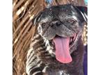 Adopt Crystal a Black Pug / Mixed dog in Surprise, AZ (41508706)