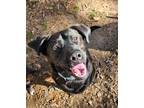 Adopt Luffy a Black Labrador Retriever dog in Maumelle, AR (41495933)