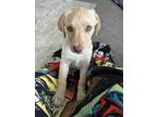 Adopt STANLEY a Tan/Yellow/Fawn Labrador Retriever / Mixed dog in Lincoln