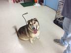 Adopt Molly a Brown/Chocolate - with Black Husky / Mixed Breed (Medium) / Mixed