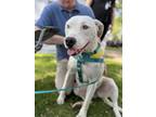 Adopt Dottie a White - with Black Dogo Argentino / Catahoula Leopard Dog / Mixed