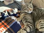 Adopt Peyton and Sally a Brown or Chocolate Tabby / Mixed (medium coat) cat in