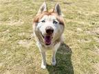 Adopt SABER a Red/Golden/Orange/Chestnut Siberian Husky / Mixed dog in Tustin