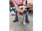 Adopt Lilith a American Pit Bull Terrier / Mixed Breed (Medium) / Mixed dog in