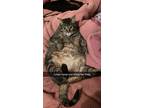Adopt Large Marge a Gray, Blue or Silver Tabby Tabby / Mixed (medium coat) cat