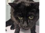 Adopt Hermione a All Black Domestic Shorthair / Mixed cat in Wilmington