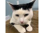Adopt Mooey a Black & White or Tuxedo Domestic Shorthair / Mixed cat in