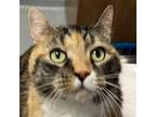 Adopt Tara a Calico or Dilute Calico Domestic Shorthair / Mixed cat in