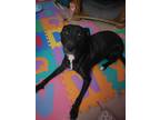 Adopt Eris a Black - with White American Pit Bull Terrier / Poodle (Standard) /