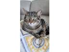 Adopt Coco a Brown Tabby Domestic Shorthair / Mixed (short coat) cat in St