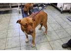 Adopt Clyde a Red/Golden/Orange/Chestnut Pit Bull Terrier dog in Weatherford