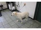 Adopt Danni a White Great Pyrenees dog in Weatherford, TX (41508276)