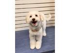 Adopt Olaf a White Poodle (Miniature) / Chinese Crested / Mixed dog in Santa