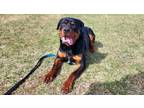 Adopt Matheson a Rottweiler / Mixed dog in Edmonton, AB (41478296)