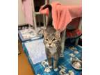 Adopt Smokey a Domestic Shorthair / Mixed cat in Edmonton, AB (41487257)