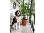 Adopt Red a Tricolor (Tan/Brown & Black & White) Treeing Walker Coonhound /