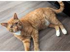 Adopt Chad a Orange or Red Tabby / Mixed (medium coat) cat in Carmel
