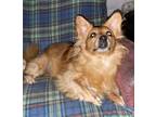 Adopt Harrison a Red/Golden/Orange/Chestnut Corgi / Pomeranian / Mixed dog in