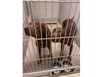 Adopt 2405-0279 Duffy a Mixed Breed (Medium) / Mixed dog in Virginia Beach