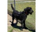 Adopt 2405-0934 Doodle Bop a Mixed Breed (Medium) / Mixed dog in Virginia Beach