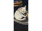 Adopt Nala a White Mutt / Mixed dog in Pittsburg, CA (41508169)
