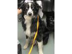 Adopt Marley a Australian Shepherd / Border Collie / Mixed dog in Raleigh
