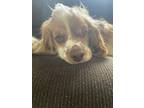 Adopt Charlie a Tan/Yellow/Fawn - with White American Cocker Spaniel / Mixed dog
