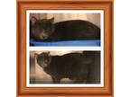 Adopt SAGE a Gray or Blue (Mostly) Domestic Shorthair (short coat) cat in