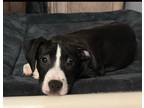 Adopt Elle a Black - with White Boxer / Mixed Breed (Medium) / Mixed dog in