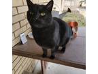 Adopt Stefan a Black (Mostly) Domestic Shorthair cat in Twin Falls