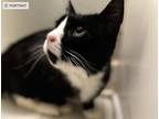 Adopt Phantasmo a White (Mostly) Domestic Shorthair cat in Wake Forest