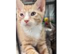 Adopt Camilo a Orange or Red Tabby Tabby (short coat) cat in Columbus