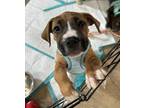Adopt Bruiser a Tan/Yellow/Fawn - with White Boxer / Mixed Breed (Medium) /