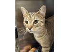 Adopt Tanner a Brown Tabby Tabby (short coat) cat in Columbus, GA (41507953)