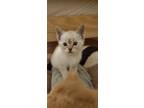 Adopt Polar a Domestic Shorthair cat in Hinton, AB (41508014)