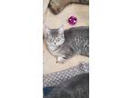 Adopt Kate a Domestic Shorthair cat in Hinton, AB (41508012)