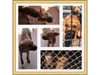 Adopt KATIE a Red/Golden/Orange/Chestnut Staffordshire Bull Terrier / Mixed dog