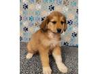 Adopt Grizzly a Tan/Yellow/Fawn Great Pyrenees / Mixed dog in Talladega