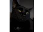 Adopt Cullen a Black (Mostly) Domestic Shorthair / Mixed (short coat) cat in