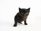 Adopt Rainier a Domestic Shorthair / Mixed (short coat) cat in Lansing