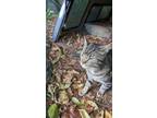 Adopt Spot a Tiger Striped Domestic Shorthair / Mixed (short coat) cat in