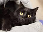 Adopt SMOKEY a All Black Domestic Mediumhair / Mixed (medium coat) cat in