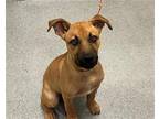 Adopt BIXBY a Tan/Yellow/Fawn German Shepherd Dog / Pit Bull Terrier / Mixed dog