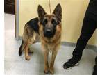Adopt MADISON a German Shepherd Dog / Mixed dog in Tustin, CA (41500914)