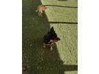 Adopt Bentley a Black - with Tan, Yellow or Fawn Pomeranian / Mixed dog in Grand