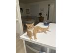 Adopt Catchy a Orange or Red (Mostly) Tabby / Mixed (short coat) cat in Vista