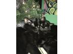 Adopt Stan and Lucy a All Black Domestic Longhair / Mixed (medium coat) cat in