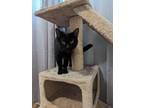 Adopt Shakira a Black (Mostly) Domestic Shorthair (short coat) cat in West