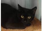 Adopt Caleb a Domestic Shorthair / Mixed cat in Sheboygan, WI (41507857)