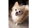 Adopt Setbyeol a Brown/Chocolate - with White Pomeranian / Mixed dog in